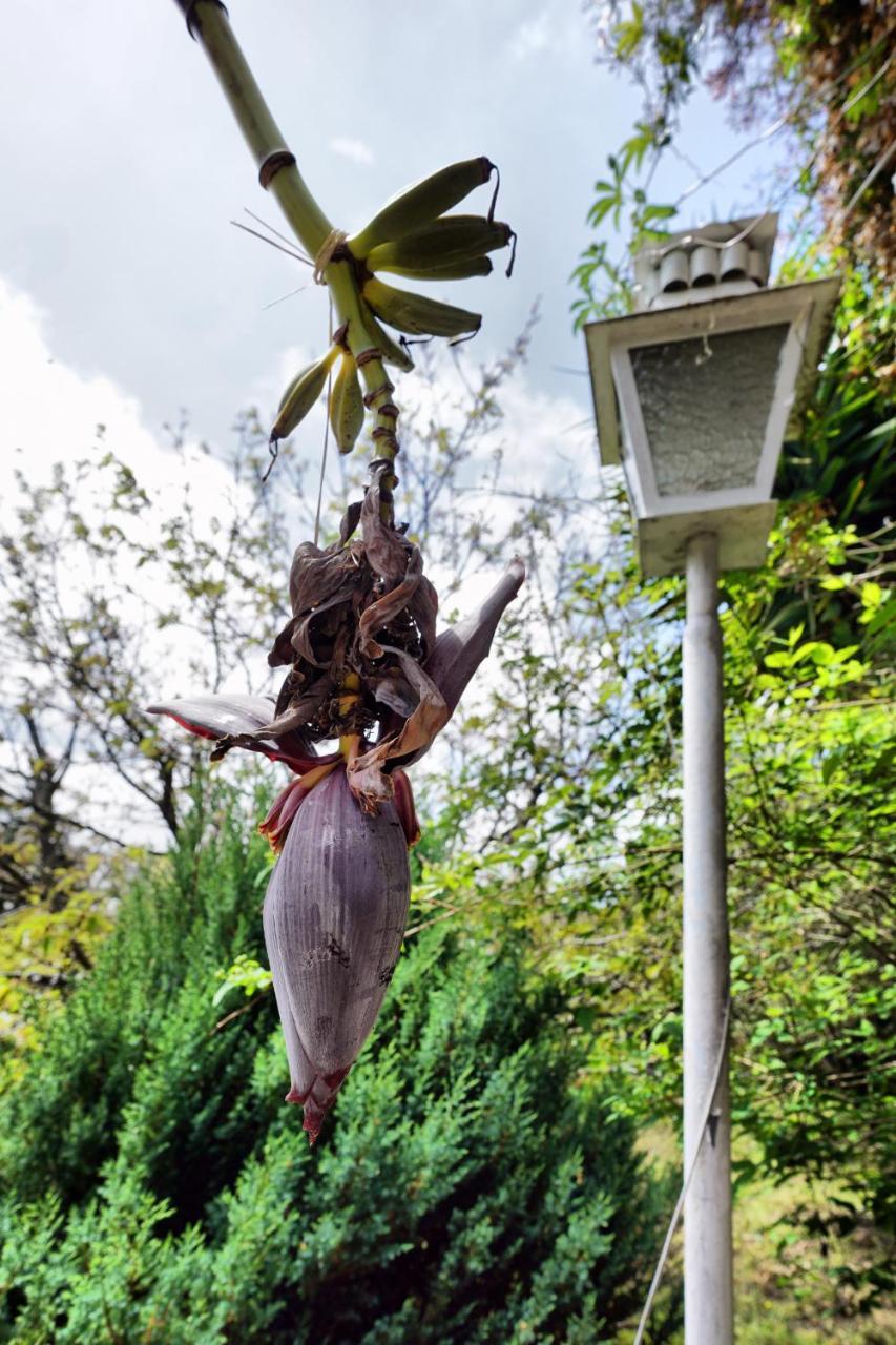 Casa da Rampa Villa Sintra Bagian luar foto